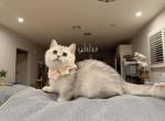 Shortleg Silver  Girl - Munchkin Cat For Sale - Fontana, CA, US