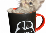 Piplup Litter Grey - Exotic Kitten For Sale - Boistfort, WA, US