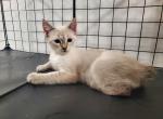 Litter Foxtrot - Manx Cat For Sale - NY, US