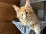 with pedigree and I ave show kittens  for breeding - Maine Coon Kitten For Sale - New York, NY, US