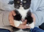 Polydactyl - Polydactyl Kitten For Sale - Dover, OH, US