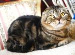 Velvet - Scottish Fold Cat For Sale - North Richland Hills, TX, US