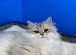 Suren - British Shorthair Cat For Sale - Englewood, CO, US