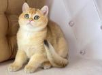 Bobo - British Shorthair Kitten For Sale - Los Angeles, CA, US