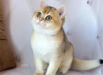 Busya - British Shorthair Cat For Sale - Los Angeles, CA, US