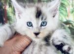 Pure Main Coon male Albert - Maine Coon Cat For Sale - FL, US