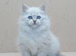 Princess - Siberian Cat For Sale - Norwalk, CT, US