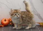 Inara of Romanov Dynasty - Siberian Kitten For Sale - Ashburn, VA, US