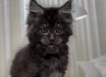 Ronald - Maine Coon Cat For Sale - Miami, FL, US