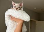 Blue Lynx Girl - Devon Rex Cat For Sale - Fontana, CA, US