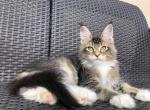 Hummer - Maine Coon Cat For Sale - Miami, FL, US