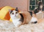 Shortleg Girl - Munchkin Cat For Sale - Fontana, CA, US