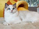 Blue Bicolor Girl - Ragdoll Cat For Sale - Fontana, CA, US