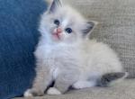 Millie Queens - Ragdoll Kitten For Sale - Los Angeles, CA, US