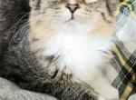 Sammy - Norwegian Forest Kitten For Sale - WI, US