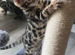 Pandora - Bengal Kitten For Sale - Marietta, OH, US