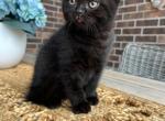 Black - British Shorthair Kitten For Sale - Houston, TX, US