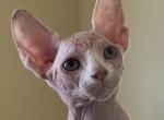 Frosty white with green eyes - Sphynx Cat For Sale - Hemet, CA, US