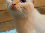 Scarlett - Siamese Cat For Sale - Wellsville, OH, US