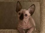 Nixie chocolate with blue eyes - Sphynx Cat For Sale - Hemet, CA, US