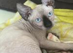 Rascal Chocolate with blue eyes - Sphynx Cat For Sale - Hemet, CA, US