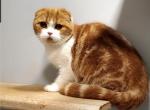 Nugget - Scottish Fold Cat For Sale - Bonney Lake, WA, US