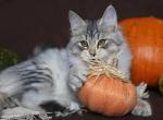BERENDEY IZ TVERSKOGO KNYAZHESTVA - Siberian Cat For Sale - NY, US