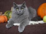 ZORYAN IZ TVERSKOGO KNYAZHESTVA - Siberian Cat For Sale - NY, US