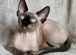 July - Sphynx Cat For Sale - Norwalk, CT, US