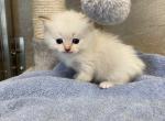 Dallas - Ragdoll Kitten For Sale - Freeburg, PA, US