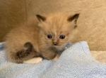 Chester - Ragdoll Kitten For Sale - Freeburg, PA, US