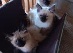 Petersons II - Balinese Cat For Sale - Richland, WA, US