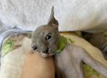 The D Litter - Sphynx Cat For Sale - Lubbock, TX, US