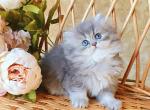 Kamelia - British Shorthair Cat For Sale - Hollywood, FL, US