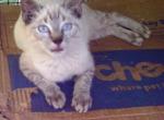 LYNXPOINT REDUCED - Colorpoint Shorthair Cat For Sale - Walterboro, SC, US