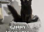 Ginny Harry Potter Litter - Maine Coon Cat For Sale - Kingman, AZ, US