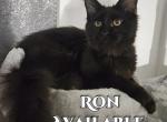Ron Harry Potter Litter - Maine Coon Cat For Sale - Kingman, AZ, US
