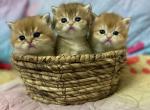 Golden Treasures - British Shorthair Kitten For Sale - Fort Wayne, IN, US