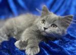 Misha - British Shorthair Kitten For Sale - Fort Wayne, IN, US