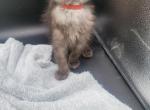 Robert Downy Jr - Maine Coon Kitten For Sale - Rockford, IL, US