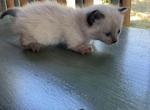Boy - Munchkin Kitten For Sale - Vicksburg, MS, US