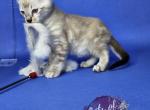 Male Snow Marble Bengal - Bengal Cat For Sale - Dallas, TX, US