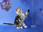 Female Silver Marble Bengal - Bengal Cat For Sale - Dallas, TX, US