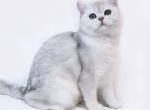 Maxi - Scottish Fold Cat For Sale - Philadelphia, PA, US