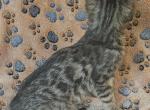 Milo - Bengal Kitten For Sale - Battle Ground, WA, US