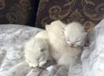 Christmas kittens - Himalayan Kitten For Sale - Vestal, NY, US