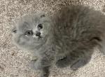 Lola - Scottish Fold Kitten For Sale - Houston, TX, US
