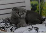 Monica - Scottish Fold Cat For Sale - Los Angeles, CA, US