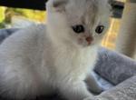 Scottish straight and fold - Scottish Fold Cat For Sale - Inman, SC, US