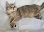 Melissa - British Shorthair Cat For Sale - New York, NY, US